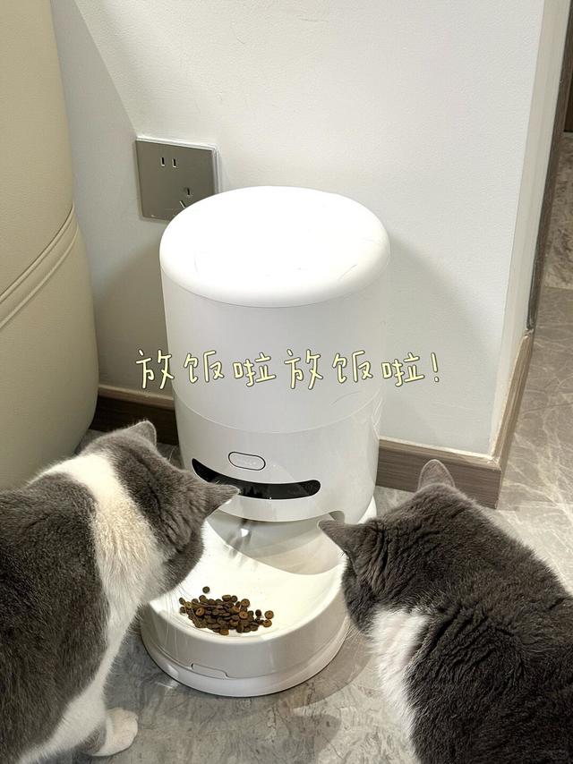 这个小猫喂食器用着不要太香啦！
