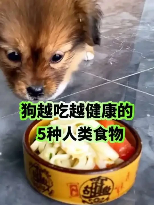 狗越吃越健康的5种人类食物#新手养狗#萌宠好物#宠物零食
