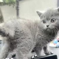 我家有只“五斤猫”，英短用咕噜声治愈了我的精神内耗！