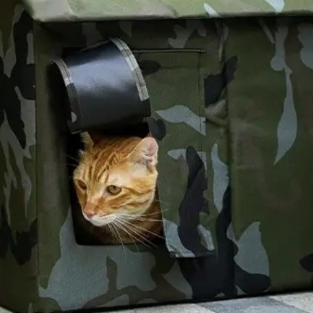 流浪猫的温暖小窝，你还不入手？
