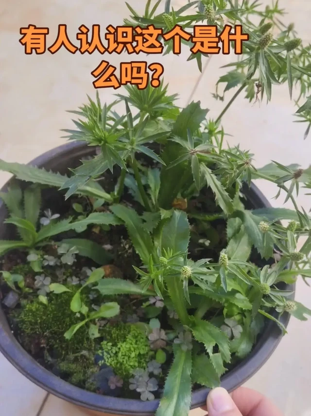 低成本打造ins风家居氛围，鲜花绿植是秘诀！💐
最近沉迷鲜花绿植，家里每个角落都变得温柔起来。
阳台摆上几盆琴叶榕，叶片舒展又大气，阳光洒进来的时候，整个家都亮了。
书桌上放一小束洋牡丹，粉色和白色的