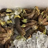 鹅颈藤壶：是‘海鲜黄金’还是‘智商税’？1300+用户观点大碰撞
