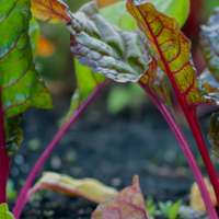 德国sanotact尚维达到底好在哪里？