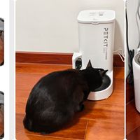 养猫3年终于敢去旅游了，全靠黑科技狠活远程看猫！