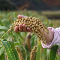 山西小米值得买吗？623+用户观点大碰撞