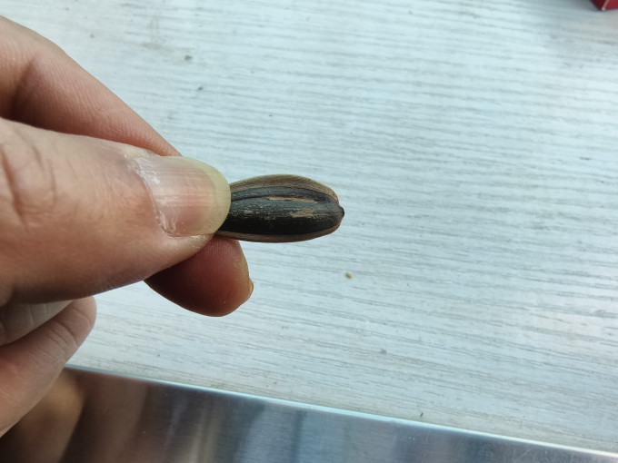 盘中玉瓜子