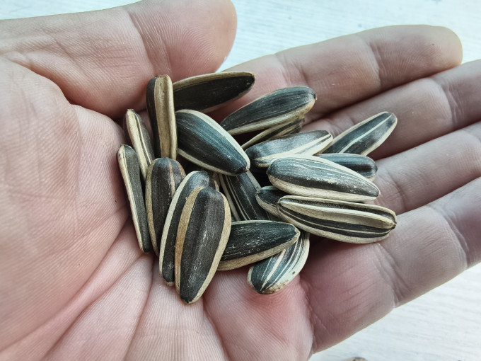 盘中玉瓜子