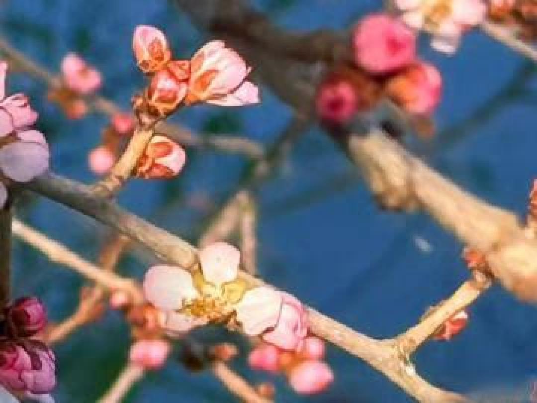 被暖冬“骗”了?颐和园山桃花逆寒绽放,专家解读背后原因