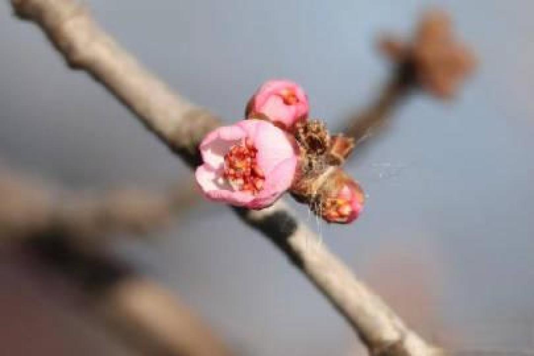 被暖冬“骗”了?颐和园山桃花逆寒绽放,专家解读背后原因