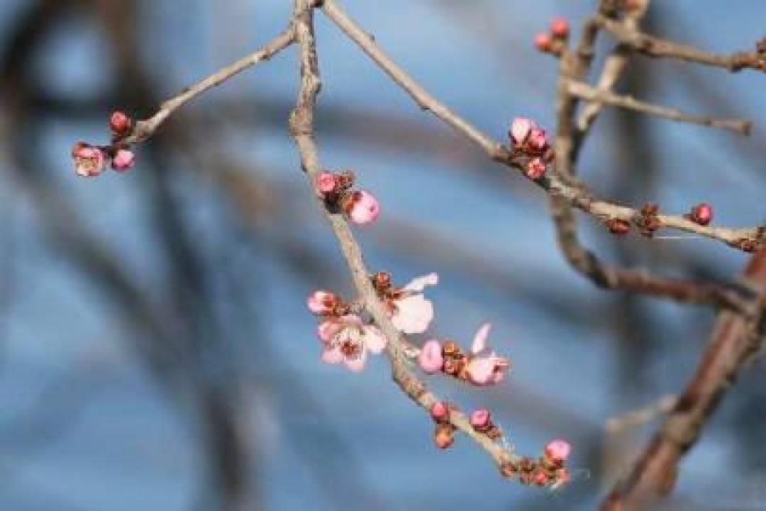 被暖冬“骗”了？颐和园山桃花逆寒绽放，专家解读背后原因