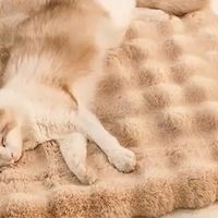 被派乐特猫垫“截胡”的粘人精，终于有了专属快乐窝