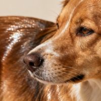 藻趣儿 vs 麦富迪成犬粮？我们集合了58位养宠用户真实反馈，结论在这