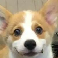 柯基吃什么狗粮好？小型犬狗粮牌子推荐，性价比高快码住