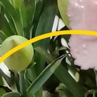 带苞绽放的温柔，点亮家的每一寸时光
