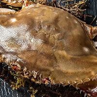 火锅海鲜怎么选？这些虾蟹贝类超赞！