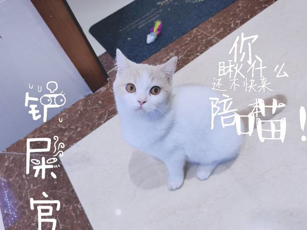 养猫🐈的那些事