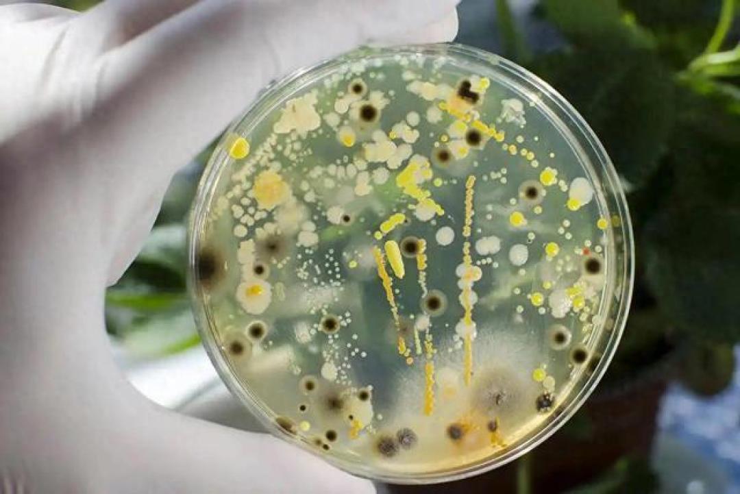 肝癌“祸首”黄曲霉素,这10种高危食物很多人还在吃