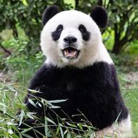不愧是津门动物城！喂猛兽、逛夜场、抱萌宠，三大动物园各有神通