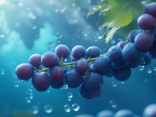 【智利酒王之一｜圣丽塔1969赤霞珠，好喝不贵还很有故事！】