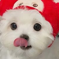 小型犬粮别乱买！2025选这几款，护肠美毛还不踩坑！