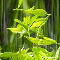 在吃一种很新的苦——峨眉山小叶苦丁