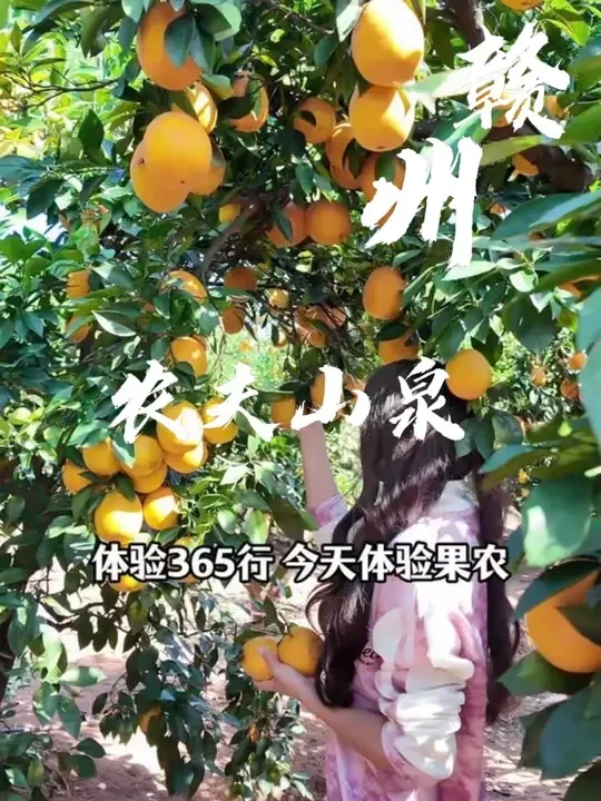 不知农 不事农 但不轻农#助农#有好果才有好果汁 #农夫山泉橙子闭眼入不用挑 #农夫山泉有好果才有好果汁#NFC果汁