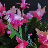 江苏一大妈，因“太会养蟹爪兰”走红，盆盆开爆花：快教我！