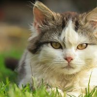 冻干猫粮真能补充营养吗？猫粮哪个牌子安全又便宜？冻干猫粮推荐
