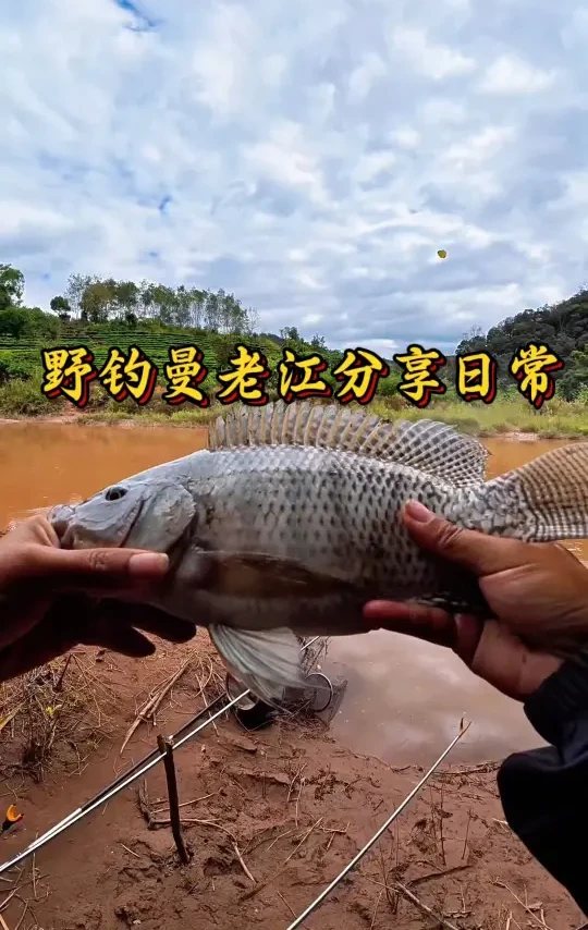 野钓曼老江#钓鱼人的快乐 #钓鱼人 #钓鱼才是顶流运动