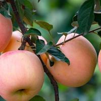 中国，哪的“苹果”最好吃？经评选，这10大产区上榜，有你家乡吗