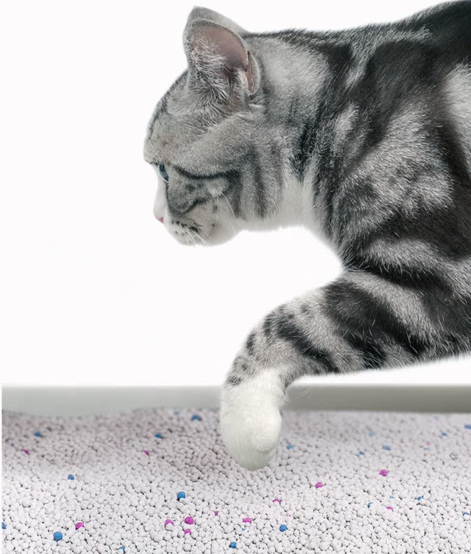 沃趣猫砂