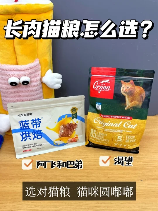 阿飞vs渴望！我家猫的反馈来了🐱