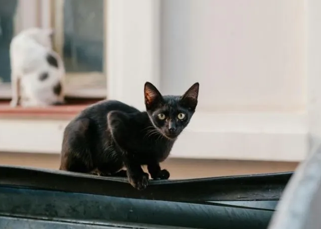 哪款猫粮最好最安全最健康?盘点2025年烘焙猫粮排行榜最好的品牌