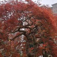 男子花一百多万买“羽毛枫”，被老婆骂傻，网友：不贵，真值！