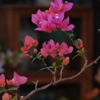 女子把冬天的三角梅养成“红梅”，清雅孤高，网友：太有意境了！