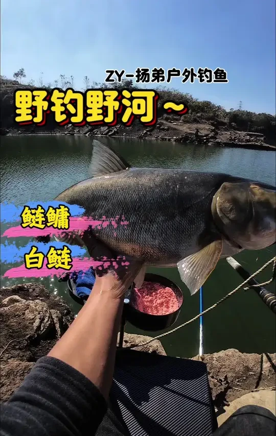 这条怎么样#户外钓鱼#垂钓#野钓#沃鼎王者神剑三代大物竿