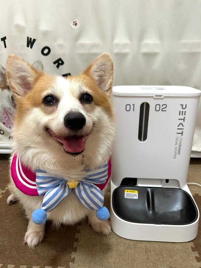 懒人铲屎官福音（智能养狗柯基版）