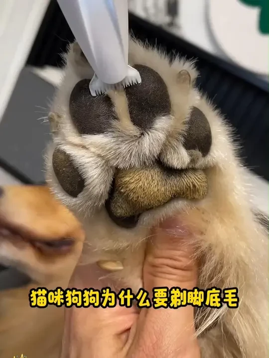 宠物剃脚毛器家用猫咪狗脚掌修毛器电推剪 #宠物剃毛器 #猫咪修脚毛 #狗脚掌修剪 #家用宠物工具 #宠物美容神器