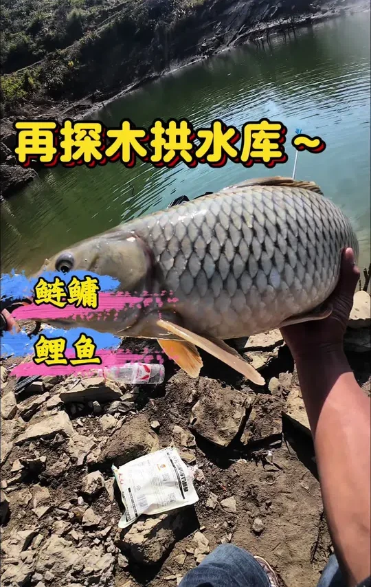 再探木拱巨物#垂钓#户外钓鱼#沃鼎王者神剑三代大物竿 #抽鲢鳙