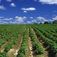 它是“神的食物”，营养远超米饭，为何却成不了主食？