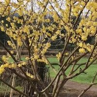 宝子们，想让庭院四季飘香？