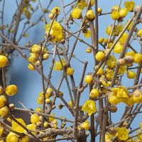 养超简单，插在花瓶里，家里秒变花园