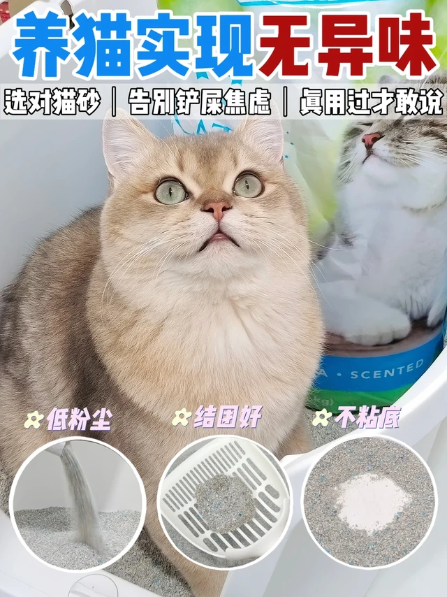 多维度测评✨养猫轻松实现无异味