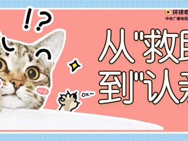从“救助”到“认亲”：如何给流浪的生命一个真正的家-采访浙江省小动物保护协会BoBo