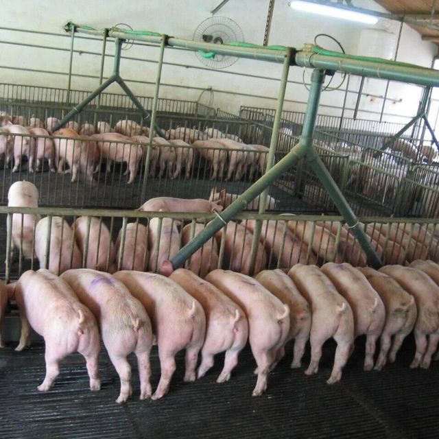 温氏‘公司+农户’vs牧原自繁自养？我们汇总了62位行业用户真实观点，结论在这