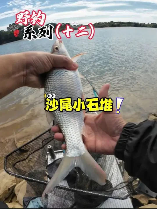 沙尾小石堆偶遇大土鲮#钓鱼 #野钓 #创威凌天二代大小综合