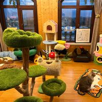 DIY猫墙 vs 成品猫爬架？我们汇总了86位养猫人的真实体验，答案在这