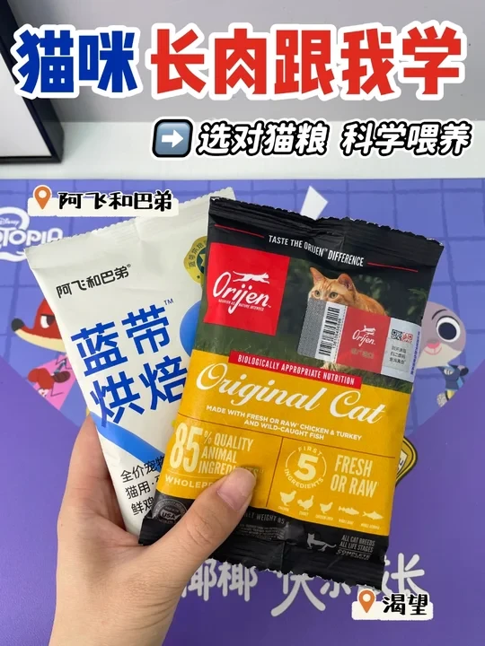 月薪3k也能喂出“胖猫咪”！我选对了
