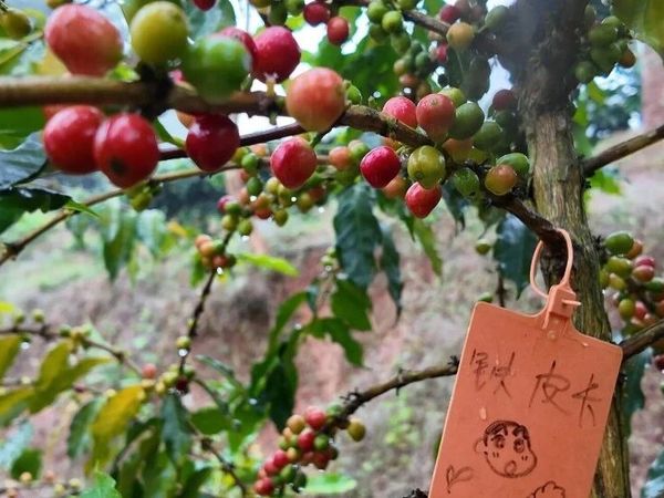 云南普洱（下）｜开在茶山里的咖啡庄园