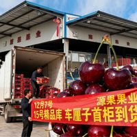 智利车厘子 vs 新西兰车厘子？我们汇总了127位用户真实体验，答案在这